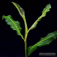 Potamogeton dentatus - Flowgrow Wasserpflanzen-Datenbank