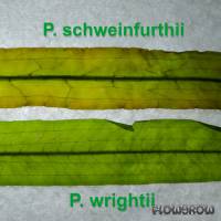Potamogeton schweinfurthii - Schweinfurths Laichkraut - Flowgrow Wasserpflanzen-Datenbank