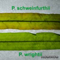 Potamogeton schweinfurthii - Schweinfurths Laichkraut - Flowgrow Wasserpflanzen-Datenbank