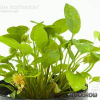 Ranalisma rostratum - Flowgrow Wasserpflanzen-Datenbank