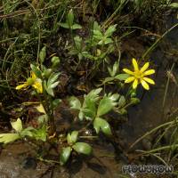 Ranunculus papulentus - Large River Buttercup - Flowgrow Wasserpflanzen-Datenbank