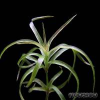 Rhynchospora albescens - Flowgrow Wasserpflanzen-Datenbank