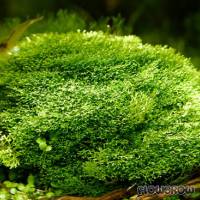 Riccia sp. "Dwarf" - Zwerg-Teichlebermoos - Flowgrow Wasserpflanzen-Datenbank