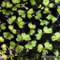 Ricciocarpos natans - Schwimmlebermoos - Flowgrow Wasserpflanzen-Datenbank