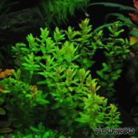 Rotala macrandra 'Green' - Flowgrow Wasserpflanzen-Datenbank