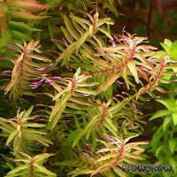 Rotala macrandra 'Green Narrow Leaf' - Flowgrow Wasserpflanzen-Datenbank