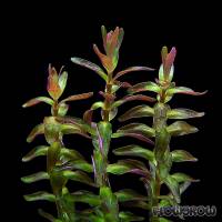 Rotala macrandra 'Mini Type 2' - Flowgrow Wasserpflanzen-Datenbank