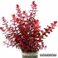 Rotala macrandra 'Mini Type 4' - Flowgrow Wasserpflanzen-Datenbank