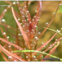 Rotala macrandra 'Narrow Leaf' - Flowgrow Wasserpflanzen-Datenbank