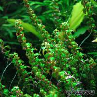 Rotala macrandra 'Pearl' - Flowgrow Wasserpflanzen-Datenbank