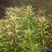 Rotala mexicana "Araguaia" - Mexikanische Rotala - Flowgrow Wasserpflanzen-Datenbank