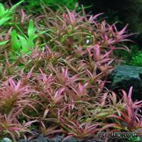 Rotala mexicana "Goiás" - Flowgrow Wasserpflanzen-Datenbank