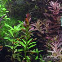 Rotala ramosior "Sunset" - Flowgrow Wasserpflanzen-Datenbank