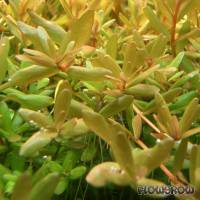Rotala rotundifolia - Rundblättrige Rotala - Flowgrow Wasserpflanzen-Datenbank