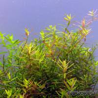 Rotala rotundifolia 'Ceylon' - Flowgrow Wasserpflanzen-Datenbank