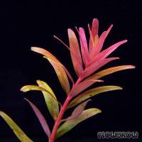 Rotala rotundifolia 'Colorata' - Flowgrow Wasserpflanzen-Datenbank