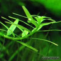 Rotala rotundifolia 'Green' - Flowgrow Wasserpflanzen-Datenbank