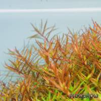 Rotala rotundifolia "H'Ra" ("Gia Lai") - Flowgrow Wasserpflanzen-Datenbank