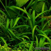 Sagittaria subulata "Pusilla" - Zwergpfeilkraut - Flowgrow Wasserpflanzen-Datenbank