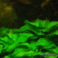 Saururus cernuus - Amerikanischer Eidechsenschwanz - Flowgrow Wasserpflanzen-Datenbank