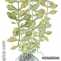 Shinnersia rivularis 'Weiß-Grün' - Mexikanisches Eichenblatt ’WEISS-GRÜN’ - Flowgrow Wasserpflanzen-Datenbank