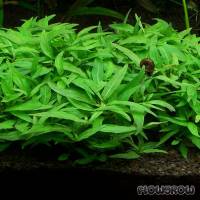 Staurogyne sp. "Porto Velho" - Flowgrow Wasserpflanzen-Datenbank