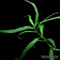 Staurogyne stolonifera - Flowgrow Wasserpflanzen-Datenbank