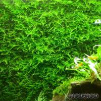 Taxiphyllum alternans "Taiwan Moss" - Taiwan-Moos - Flowgrow Wasserpflanzen-Datenbank