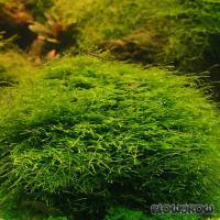 Taxiphyllum barbieri - Javamoos - Flowgrow Wasserpflanzen-Datenbank