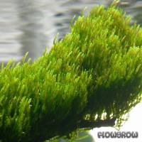 Taxiphyllum sp. "Flame Moss" - Flammenmoos - Flowgrow Wasserpflanzen-Datenbank