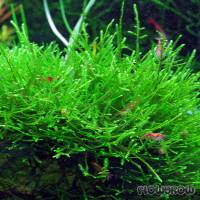 Taxiphyllum taxirameum - Flowgrow Wasserpflanzen-Datenbank