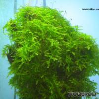 Vesicularia dubyana - Javamoos - Flowgrow Wasserpflanzen-Datenbank