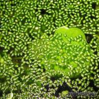 Wolffia arrhiza - Wurzellose Zwergwasserlinse - Flowgrow Wasserpflanzen-Datenbank