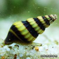 Anentome helena - Raubschnecke - Flowgrow Wirbellosen-Datenbank