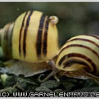 Asolene spixi - Zebra-Apfelschnecke - Flowgrow Wirbellosen-Datenbank