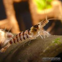 Caridina babaulti "Stripes" - Zebragarnele - Flowgrow Wirbellosen-Datenbank