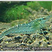 Caridina cf. babaulti "Malaya" - Malaya-Zwerggarnele - Flowgrow Wirbellosen-Datenbank