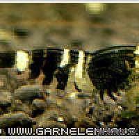 Caridina cf. cantonensis "Bee" - Bienengarnele - Flowgrow Wirbellosen-Datenbank