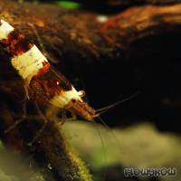 Caridina cf. cantonensis "Black Bee" - Flowgrow Wirbellosen-Datenbank