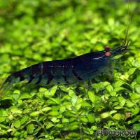 Caridina cf. cantonensis "Blue Tiger" - Flowgrow Wirbellosen-Datenbank