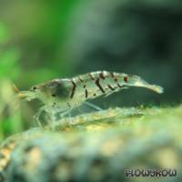 Caridina cf. cantonensis "Tiger" - Tiger-Zwerggarnele - Flowgrow Wirbellosen-Datenbank