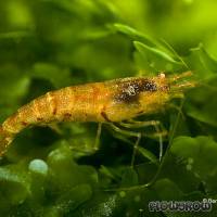 Caridina cf. propinqua - Flowgrow Wirbellosen-Datenbank