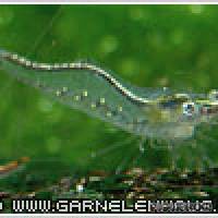 Caridina gracilirostris - Rote Nashorngarnele - Flowgrow Wirbellosen-Datenbank