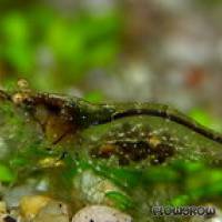 Caridina simoni simoni - Sri-Lanka-Zwerggarnele - Flowgrow Wirbellosen-Datenbank