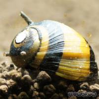 Clithon sp. - Geweihschnecke - Flowgrow Wirbellosen-Datenbank