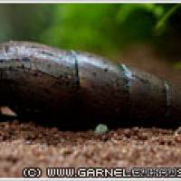 Faunus ater - Teufelsdornschnecke - Flowgrow Wirbellosen-Datenbank