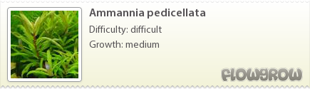 $Ammannia pedicellata
