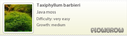 Taxiphyllum barbieri - Wikipedia