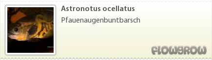 $Astronotus ocellatus
