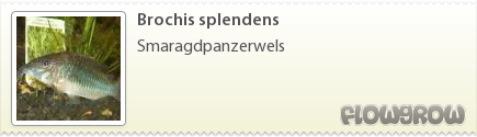 $Brochis splendens $Brochis splendens